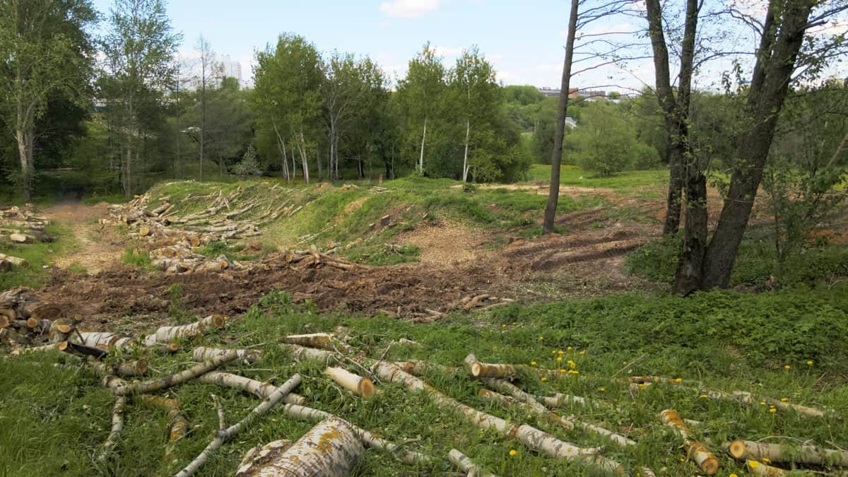 Wooded lot after land clearing, with cut timber stacked to the side and equipment tracks across the cleared ground