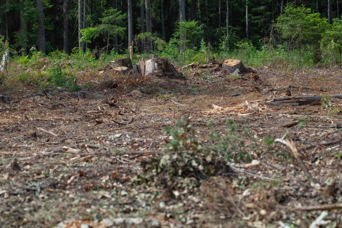 Cleared ground and cut stumps along the edge of a wooded lot after land clearing