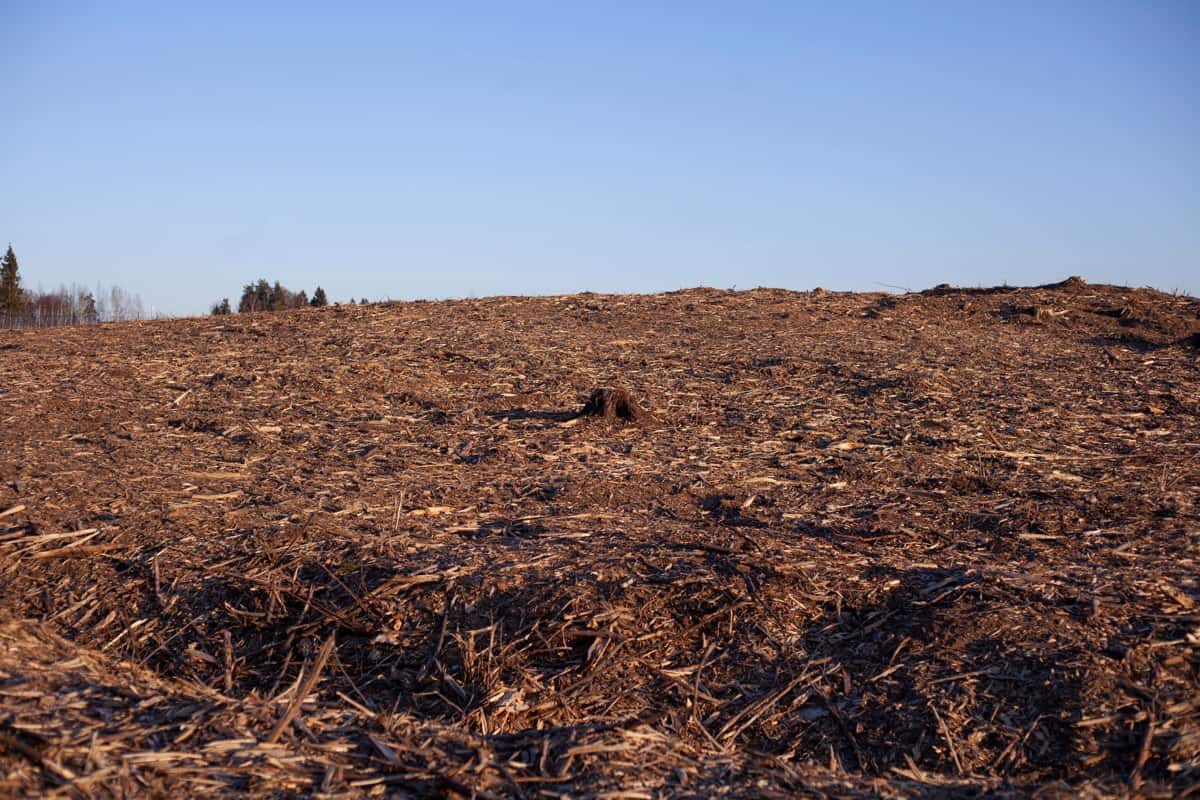 Acreage covered in wood chips after forestry mulching, with the cleared ground left ready to use