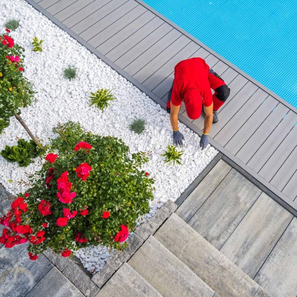 Landscape installation featuring climbing roses on a trellis wall garden design